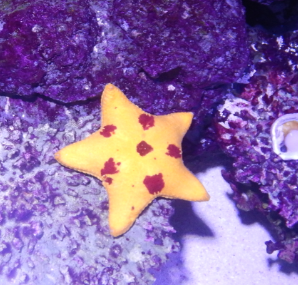 Sea Star ID