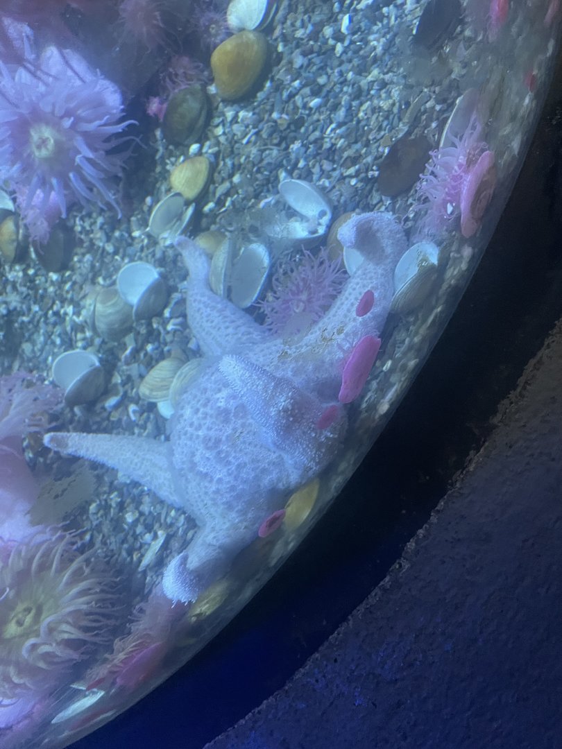 Sea Star ID?