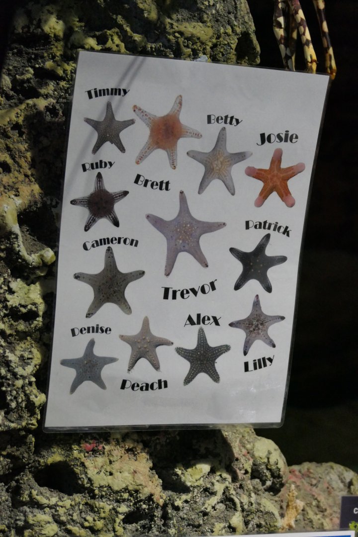 Sea star name labels