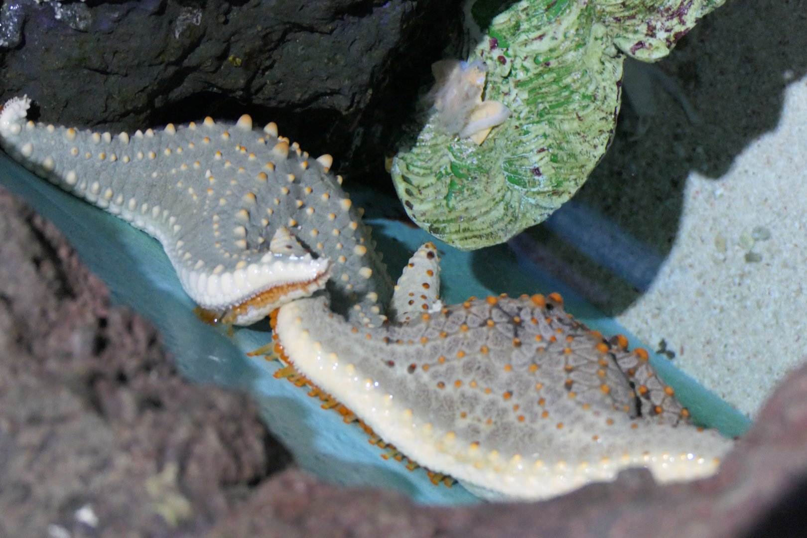 Sea star (Pentaceraster sp.)