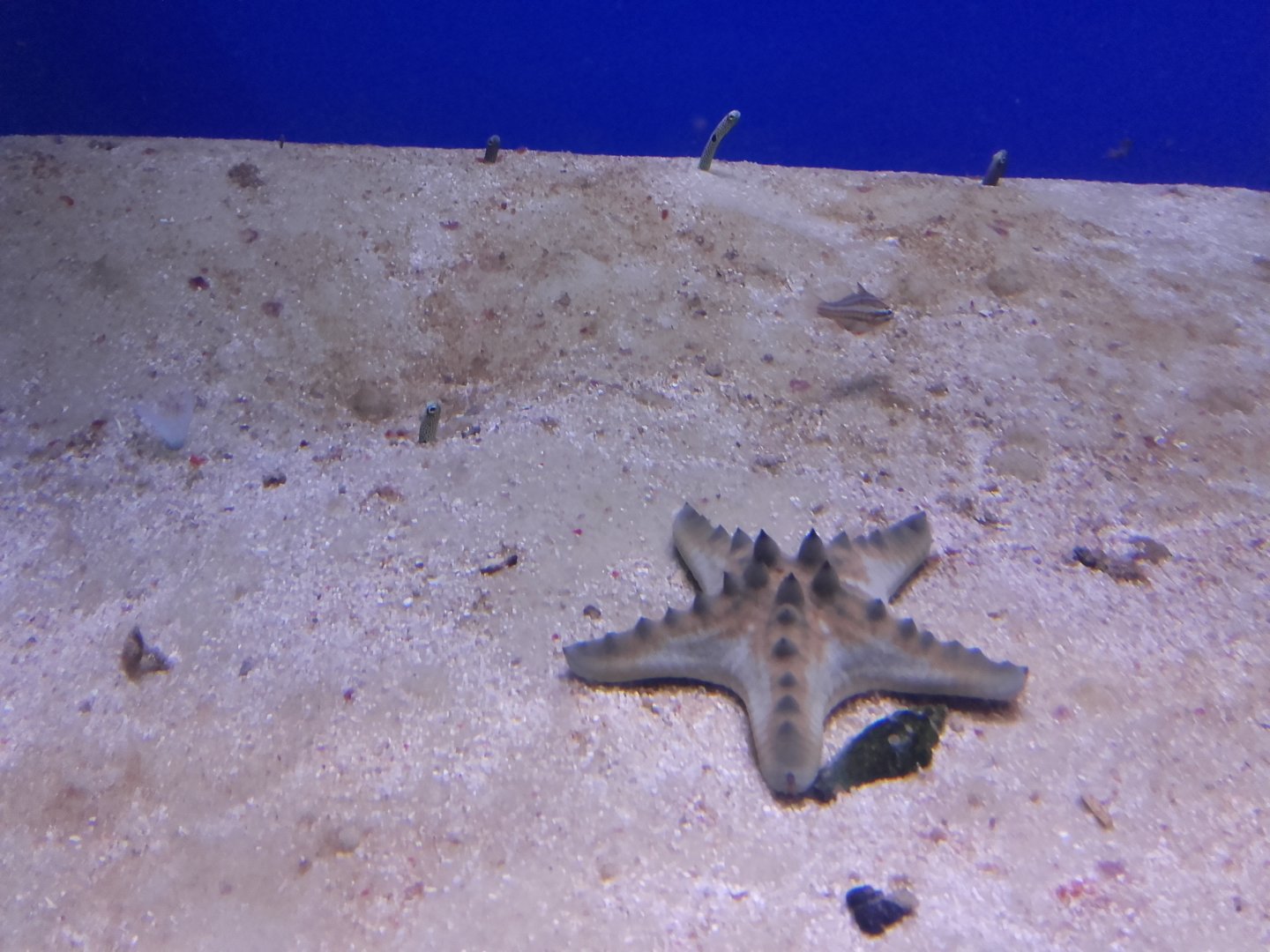 Sea star (Protoreaster sp.)