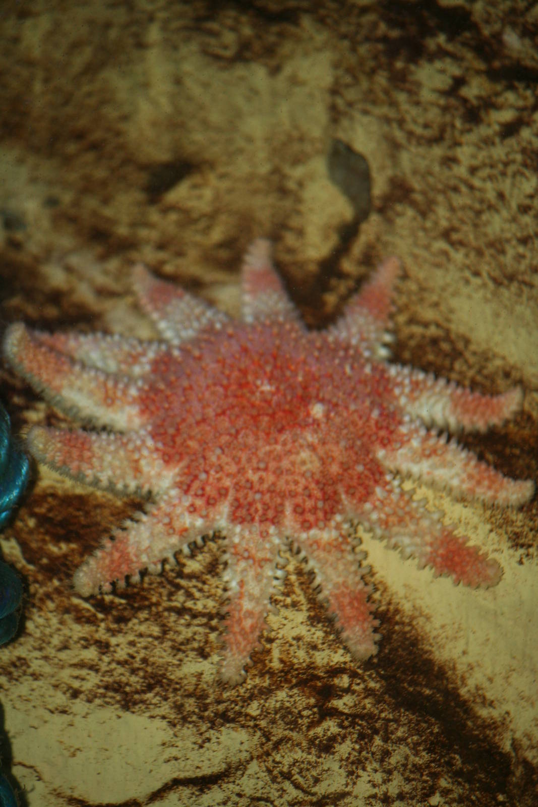 Sea star sp?