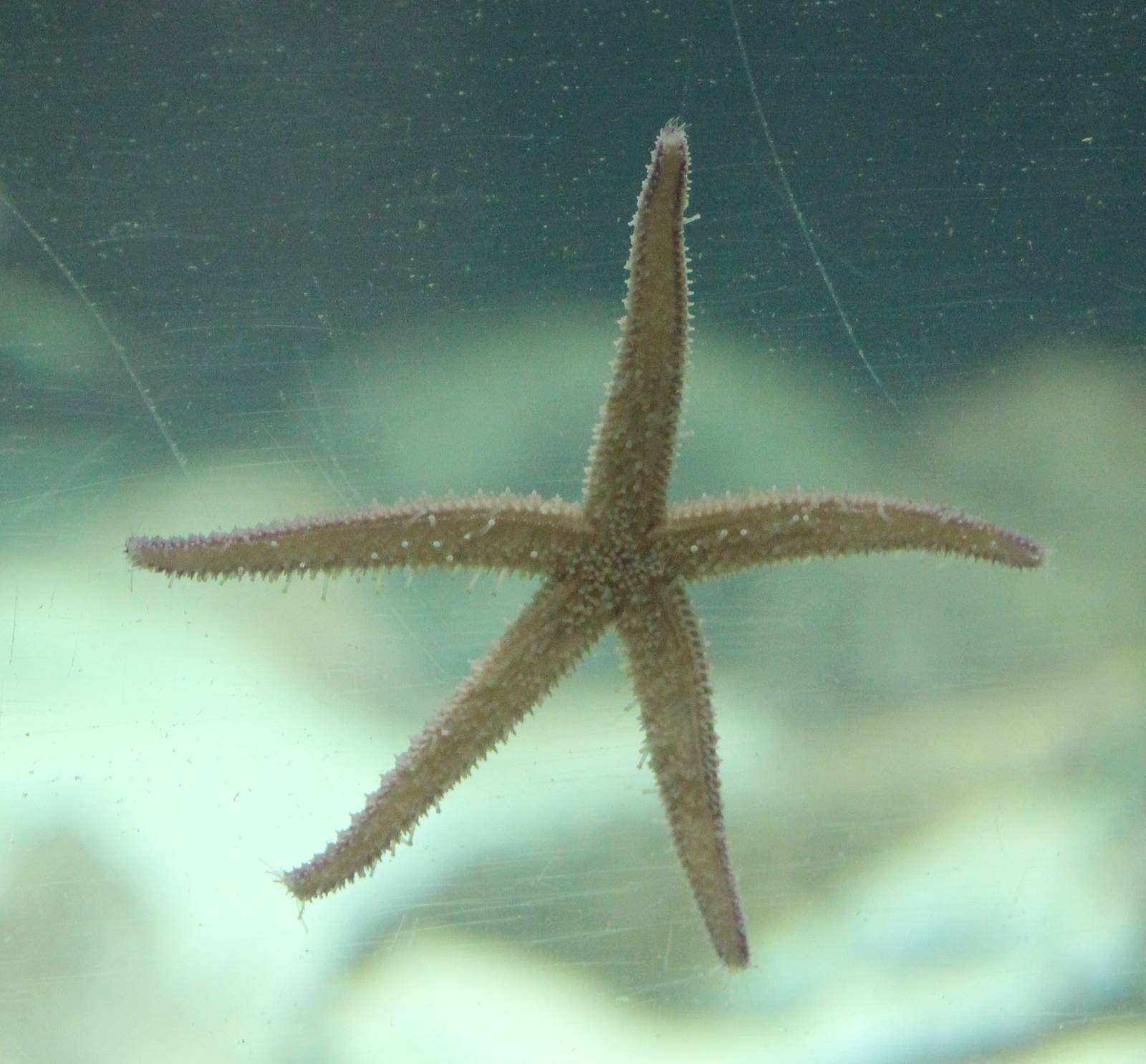 Sea-star sp.