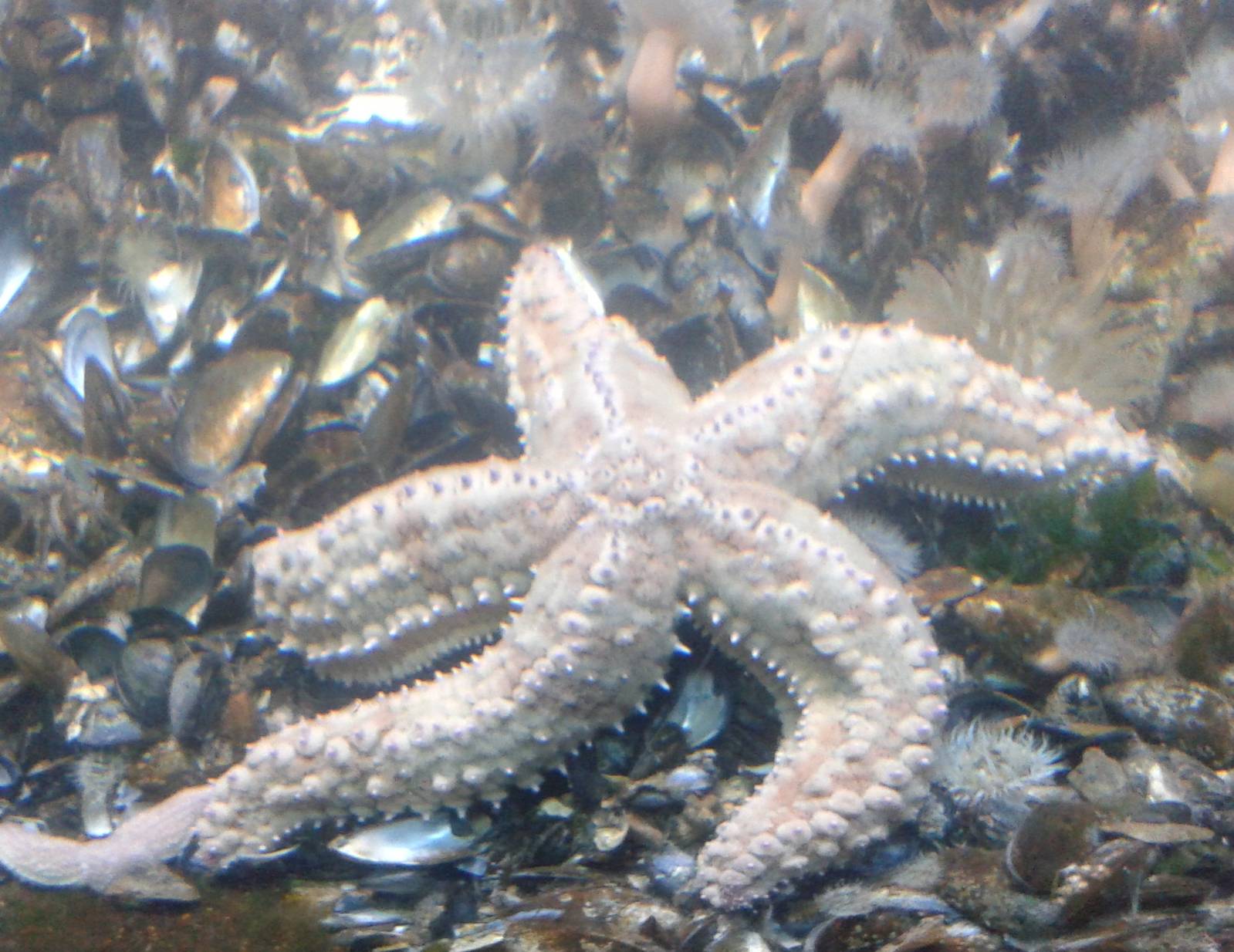 sea-star species