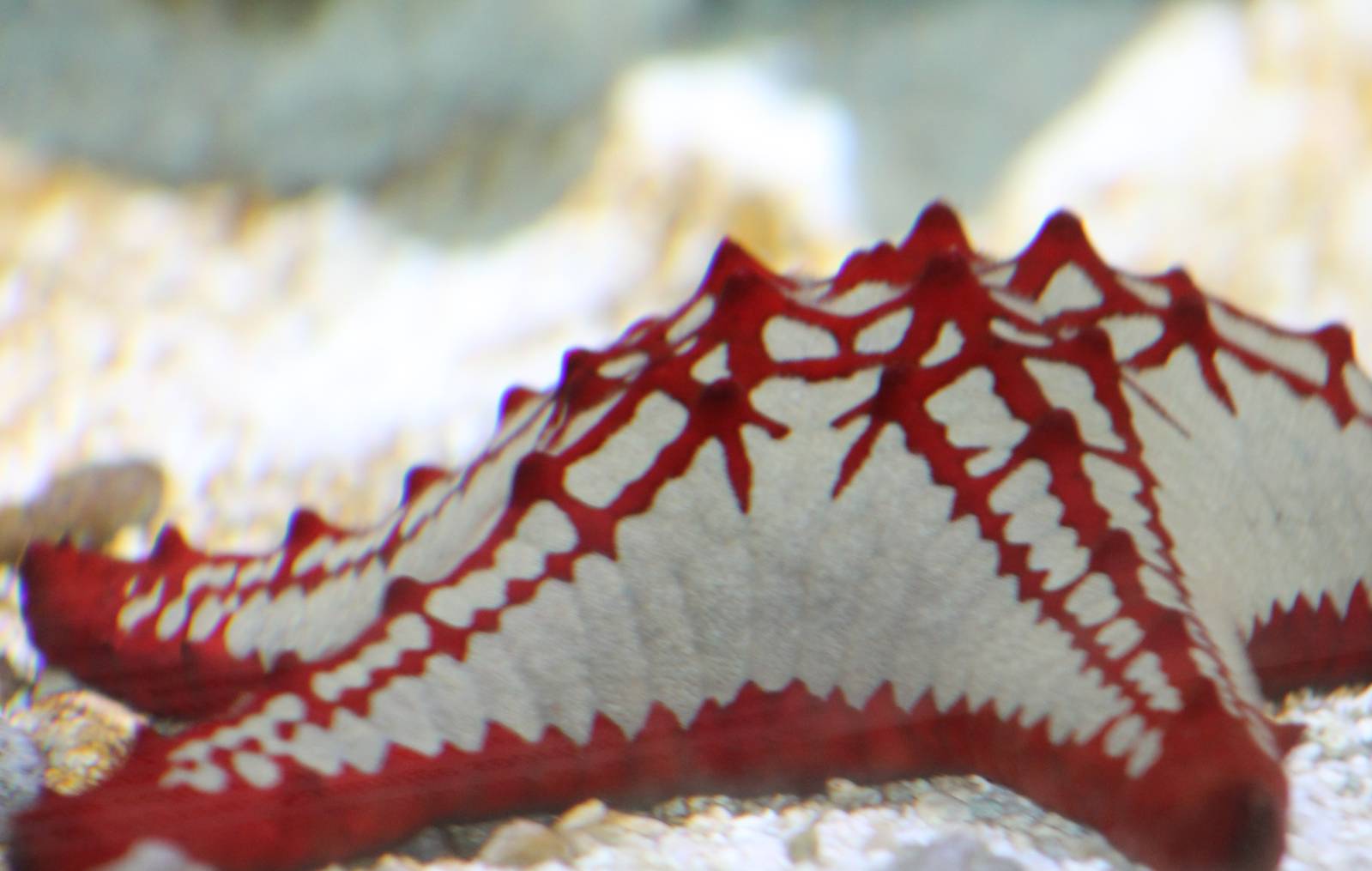 sea star species