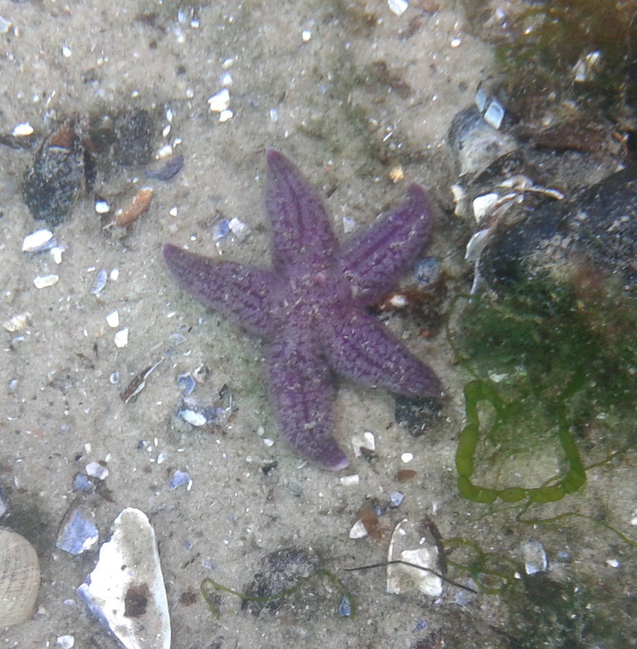 Sea star species