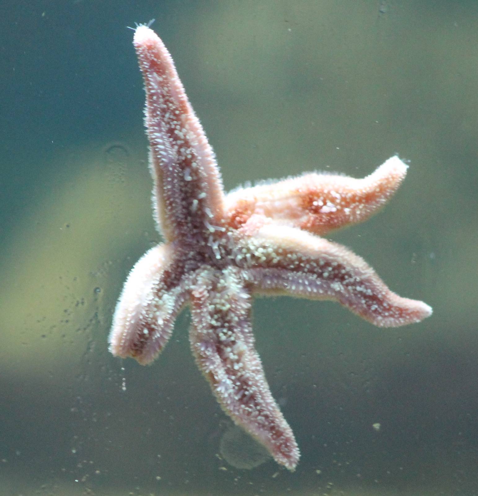 Sea star species