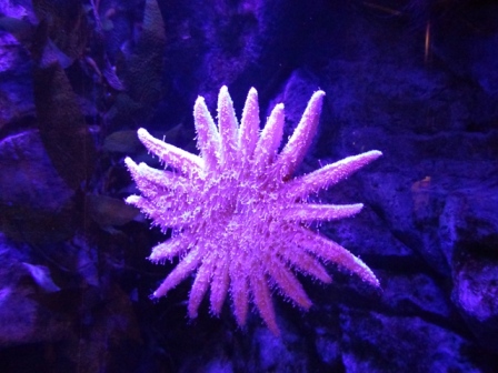 Sea Star with 20 Arms