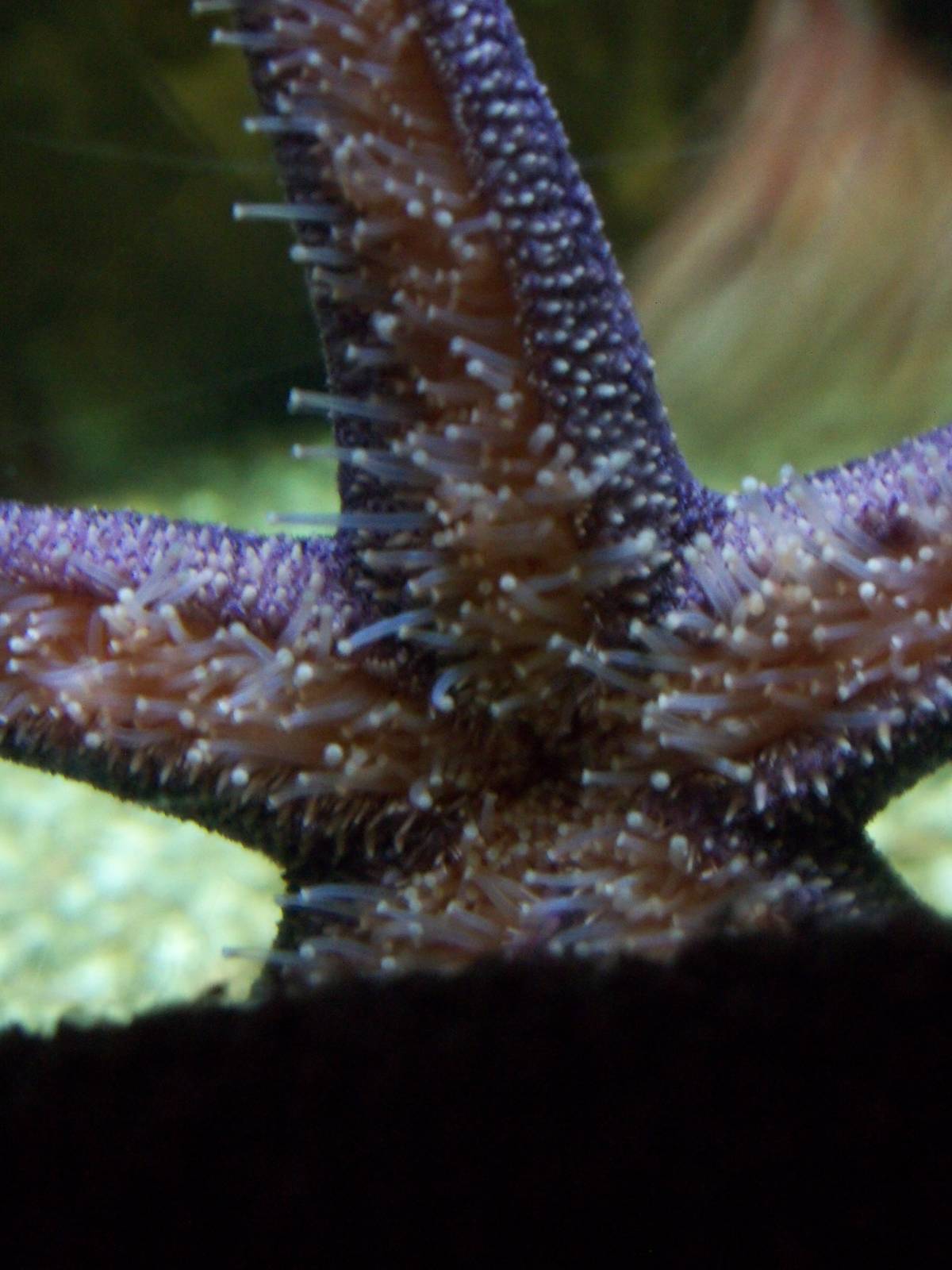Sea Star
