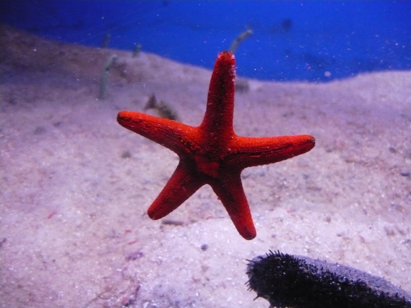 Sea star