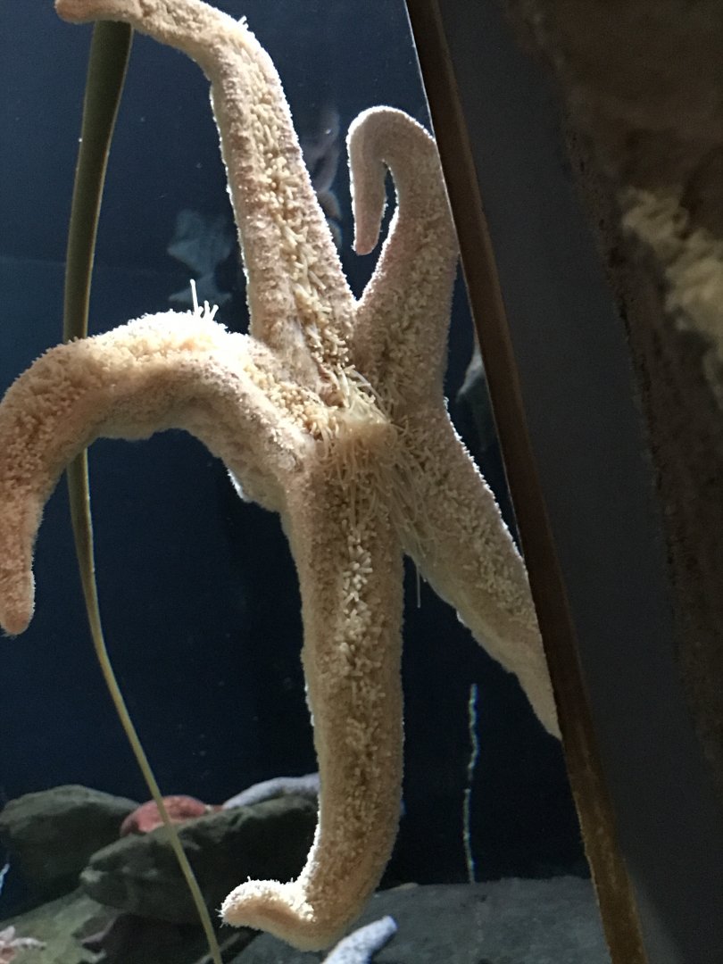 Sea star