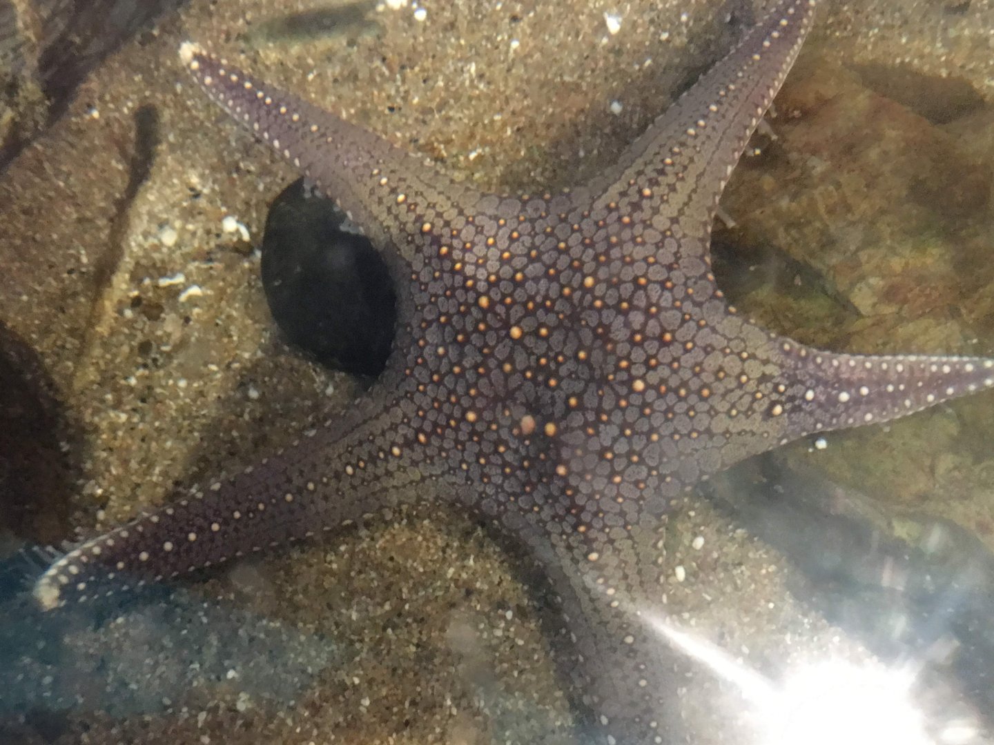 Sea Star