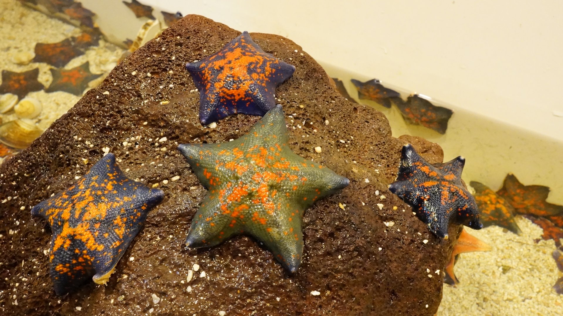 Sea Star