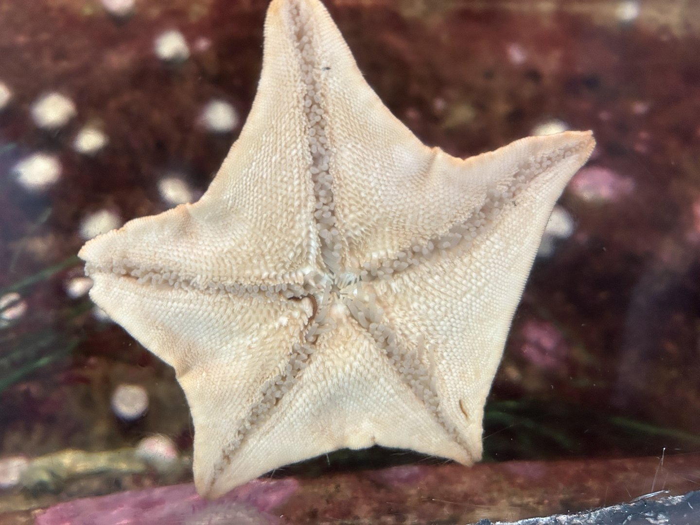 Sea Star
