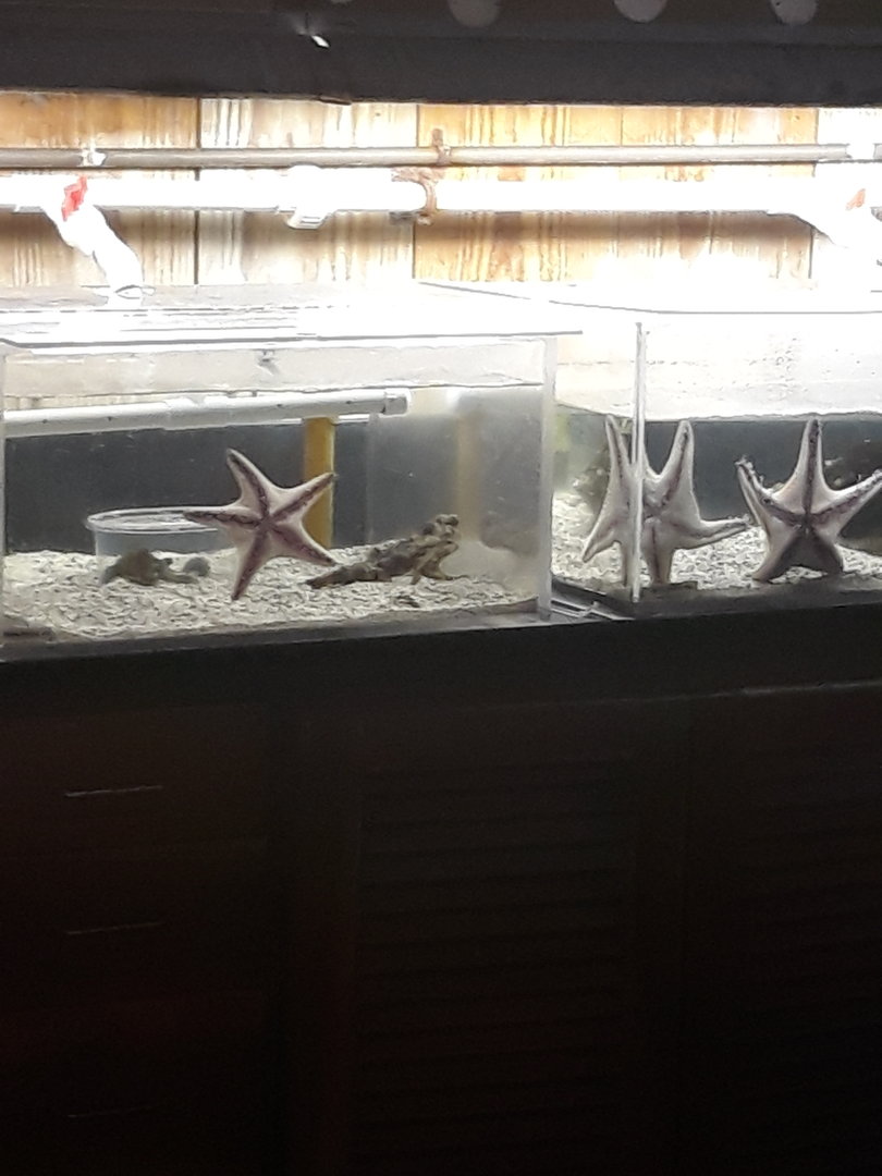 Sea stars and polka-dot batfish