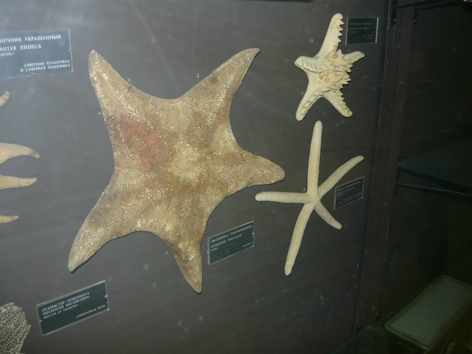 Sea stars dried specimens