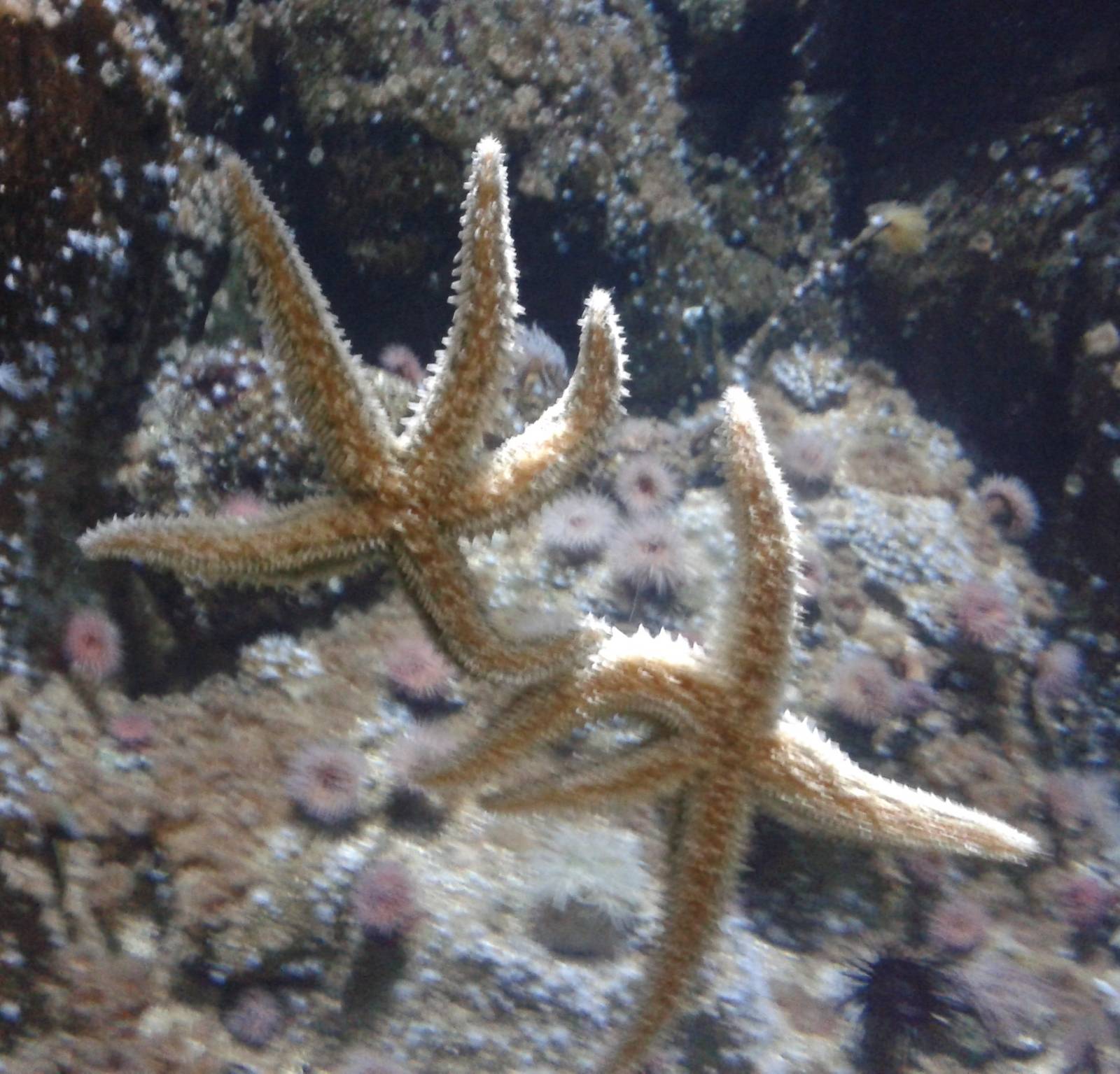 Sea stars species