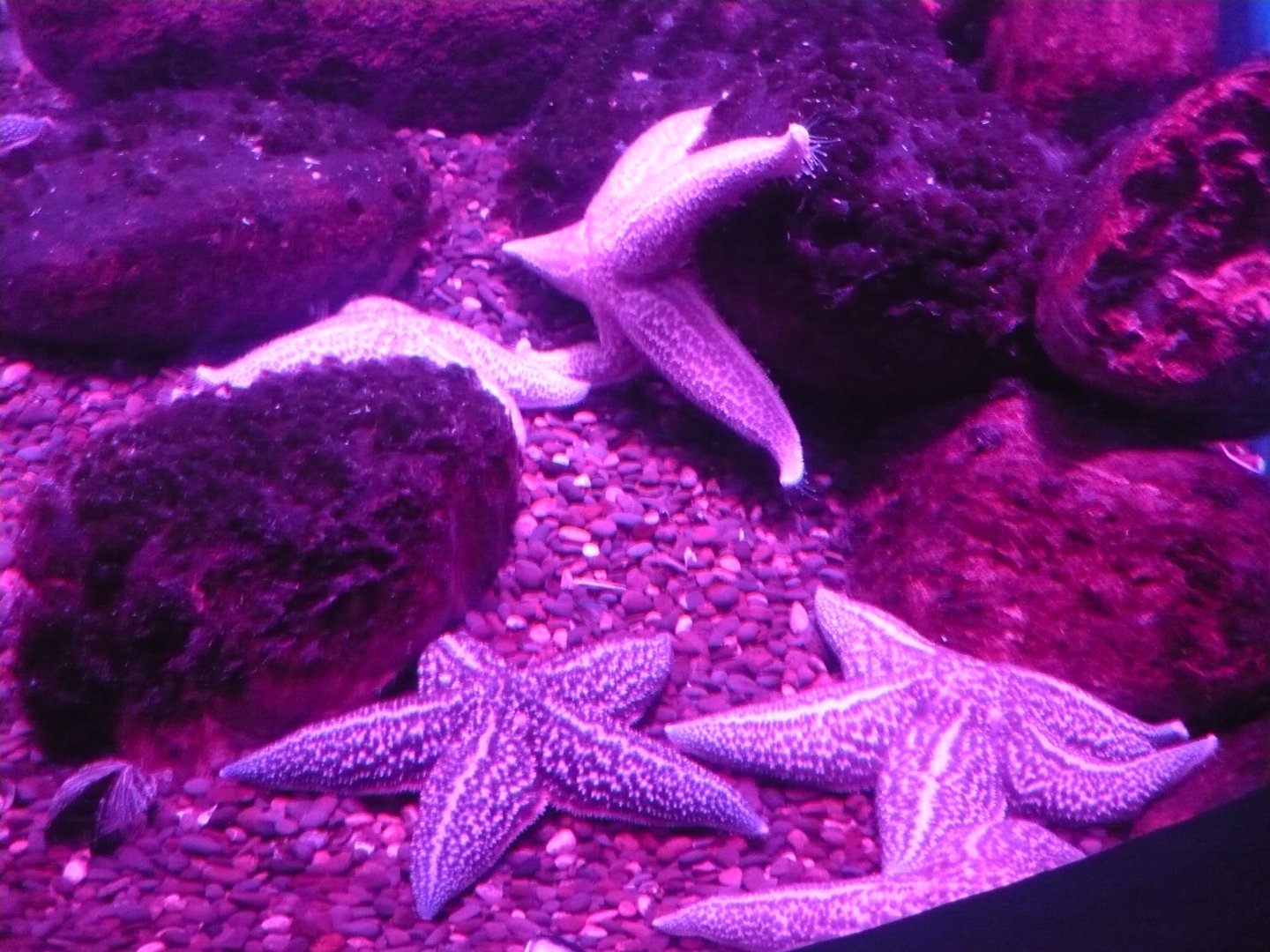 Sea stars