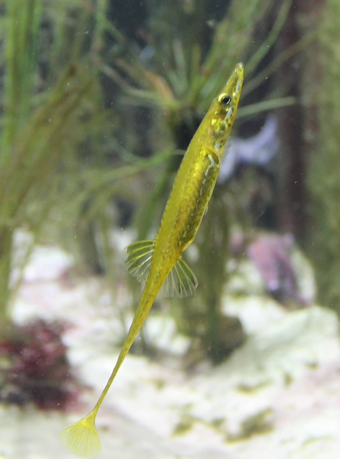 Sea stickleback