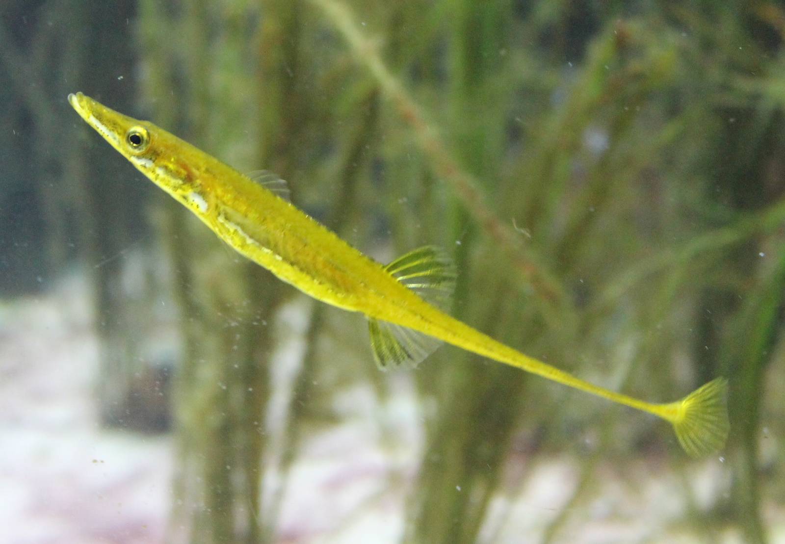 Sea stickleback