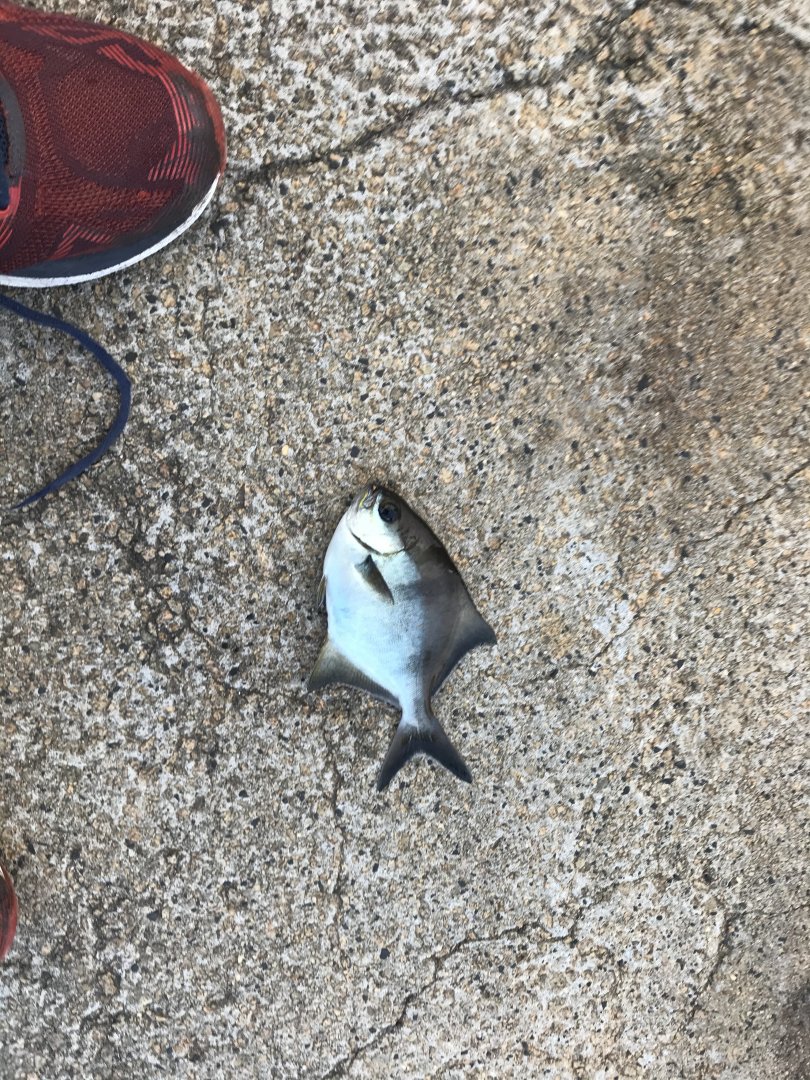 Sea Sweep (Scorpis aequipinnis)