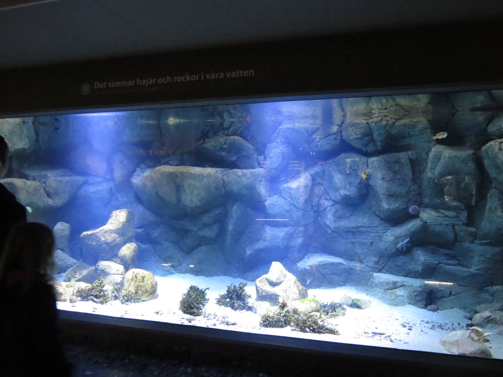 Sea tank, June 2015