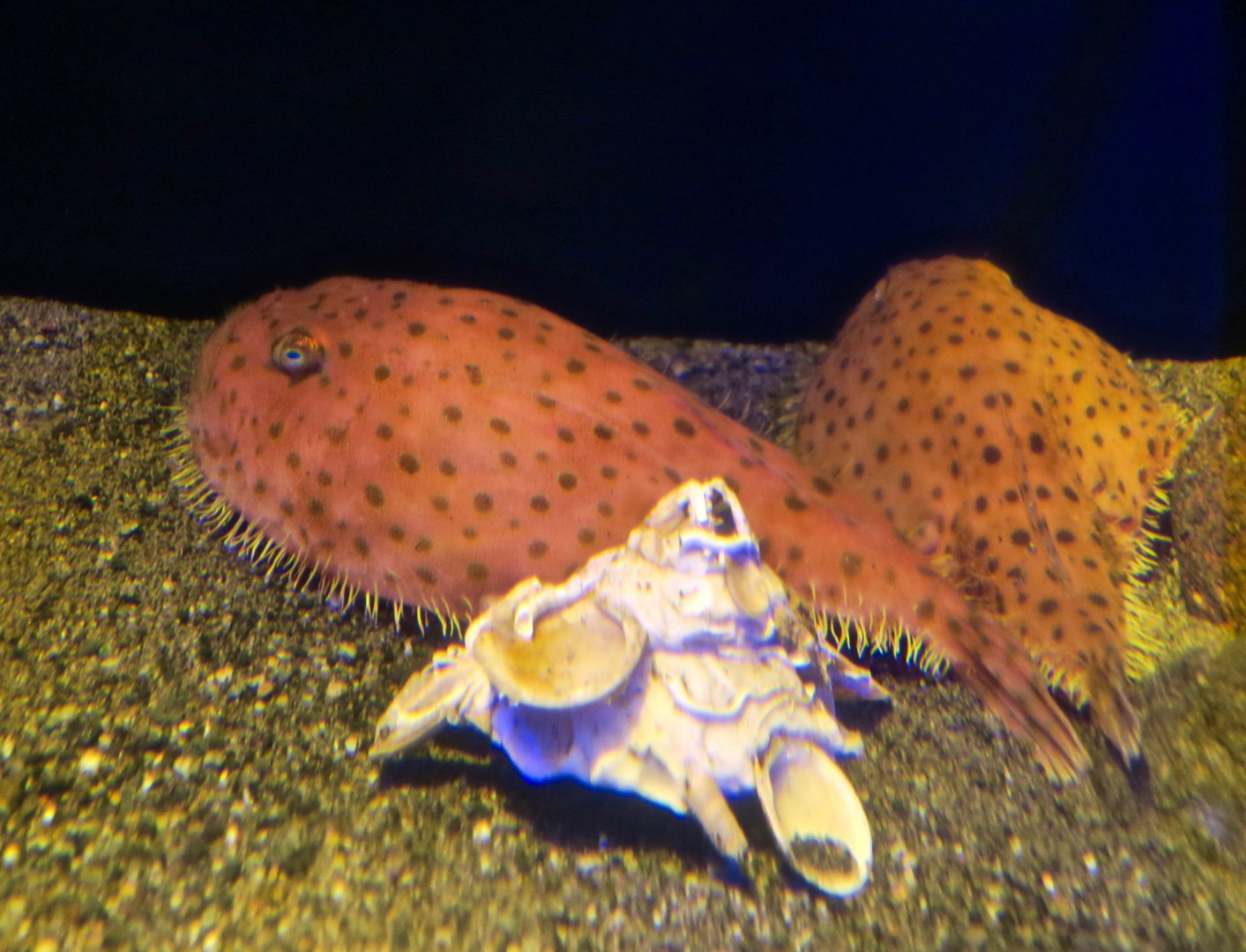 Sea Toad (Chaunax abei)