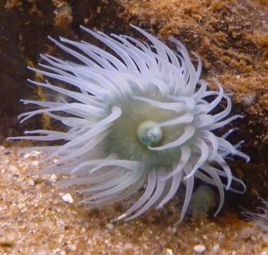 Sea tomato (Actinia equina)
