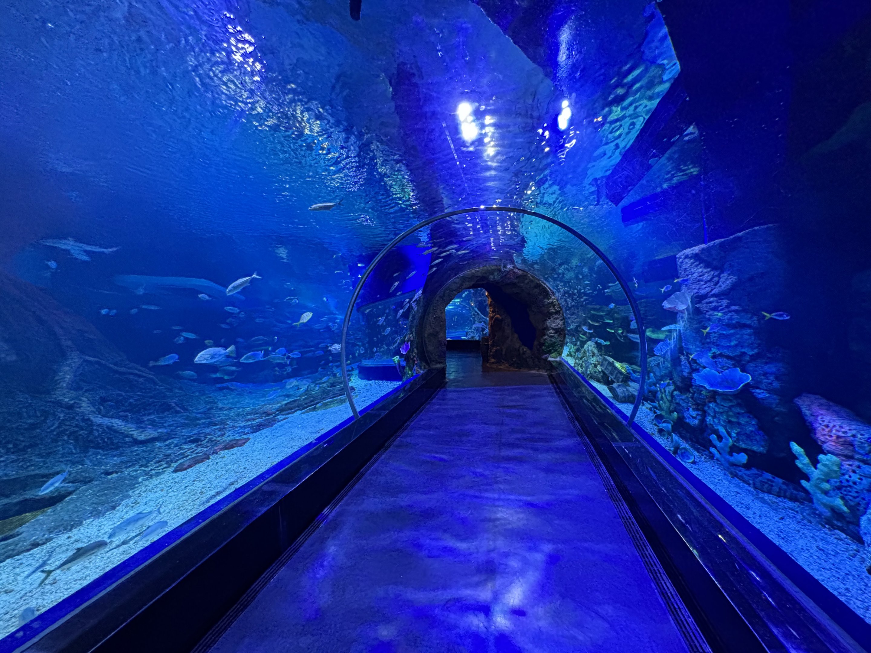 Sea Tunnel - BXSea Aquarium
