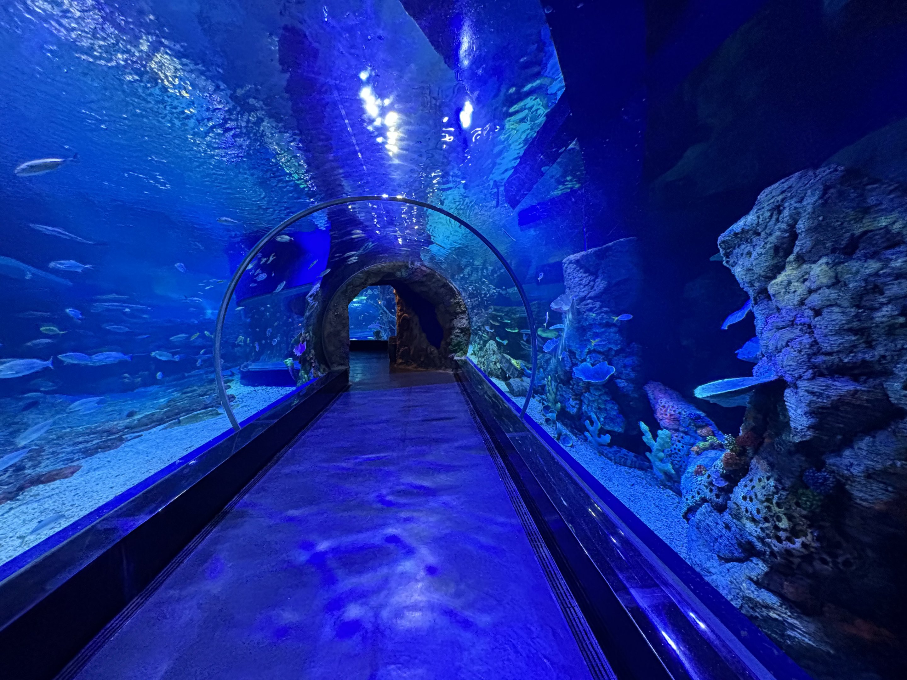 Sea Tunnel - BXSea Aquarium