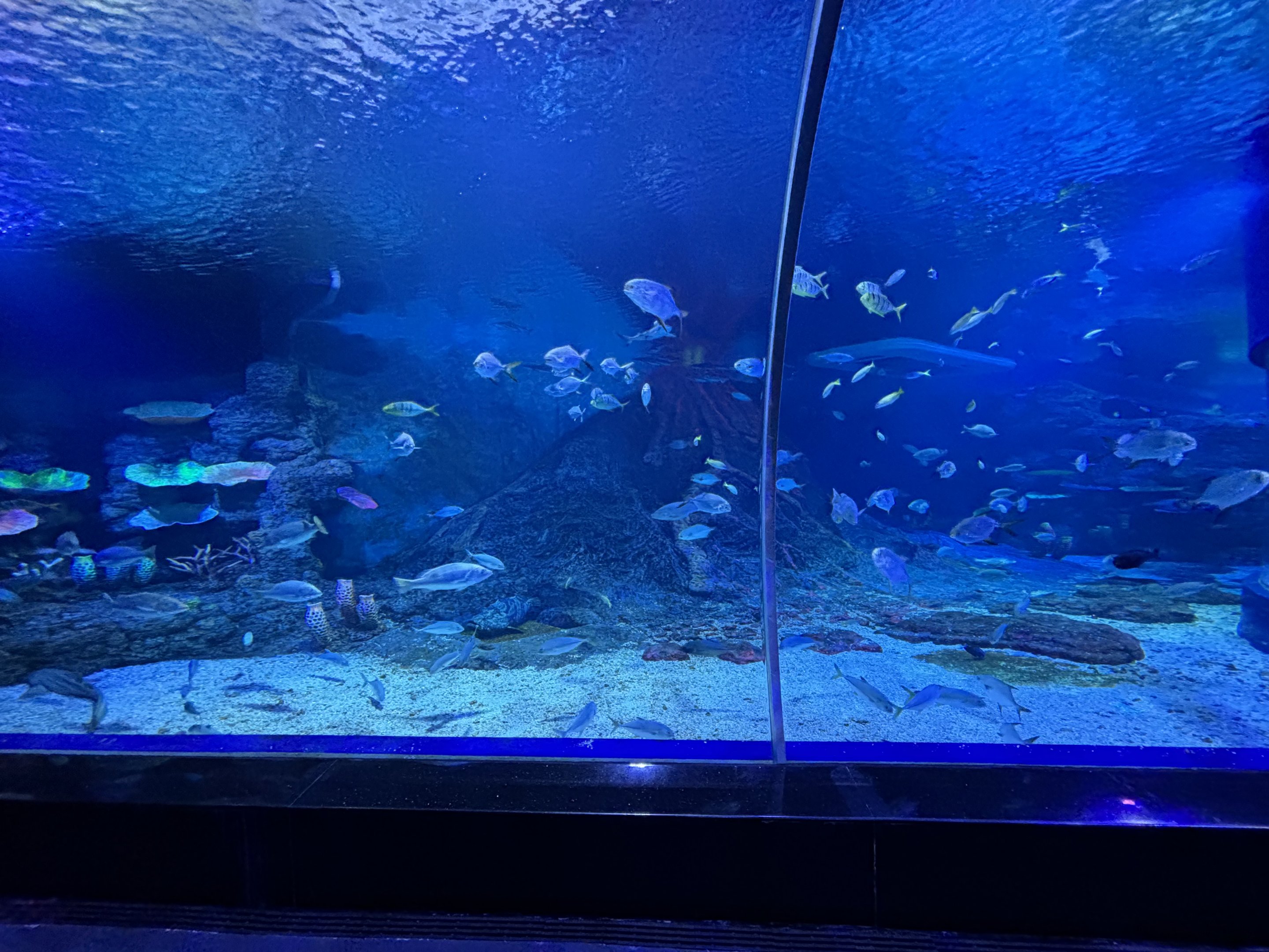 Sea Tunnel - BXSea Aquarium