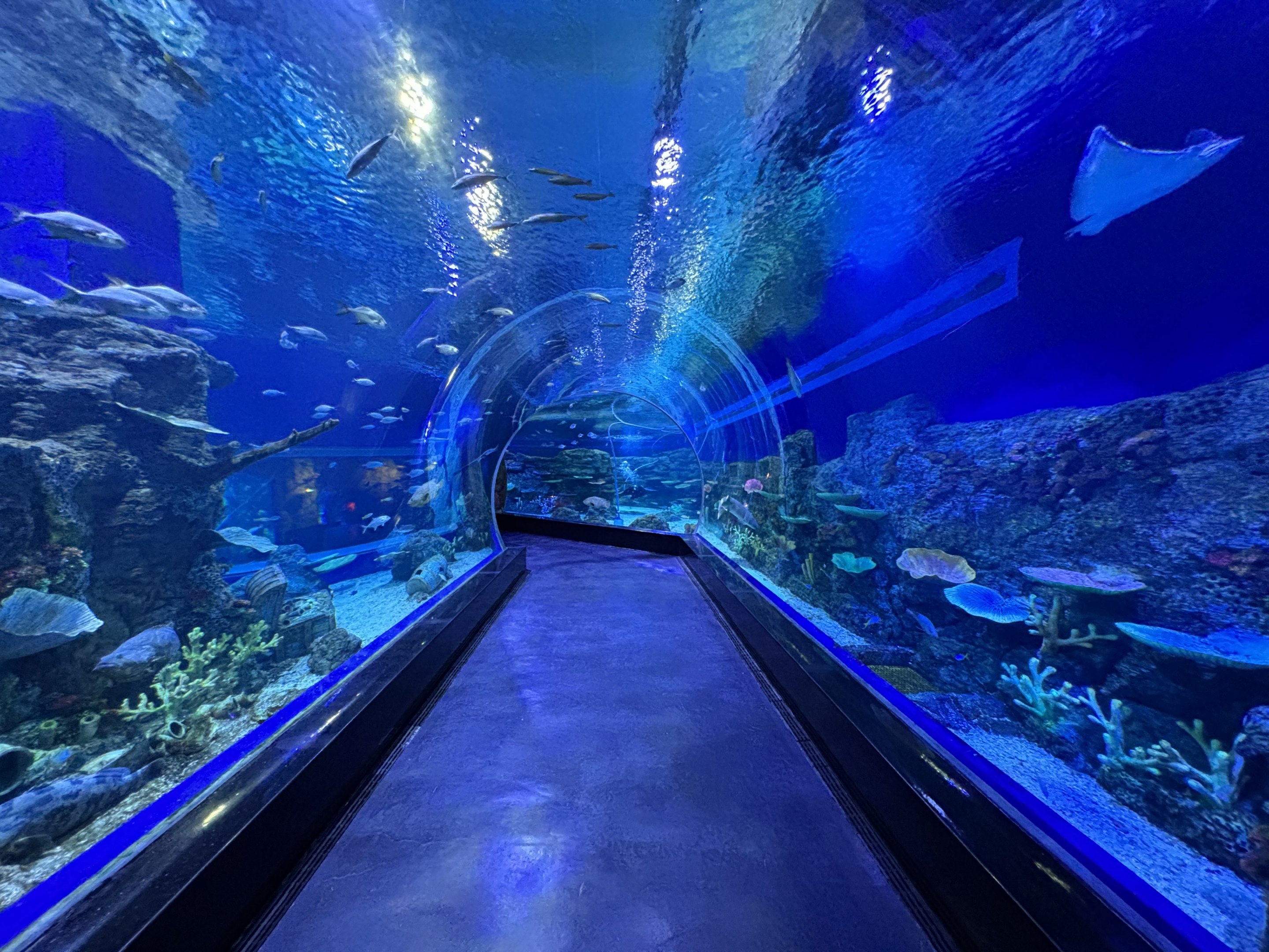 Sea Tunnel - BXSea Aquarium