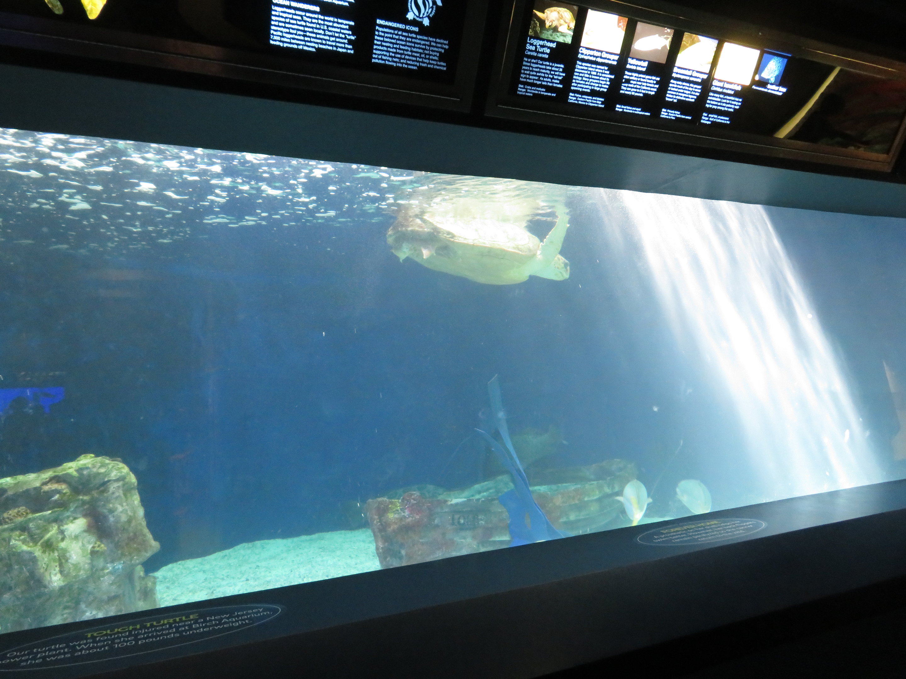 Sea Turtle and Grouper Tank