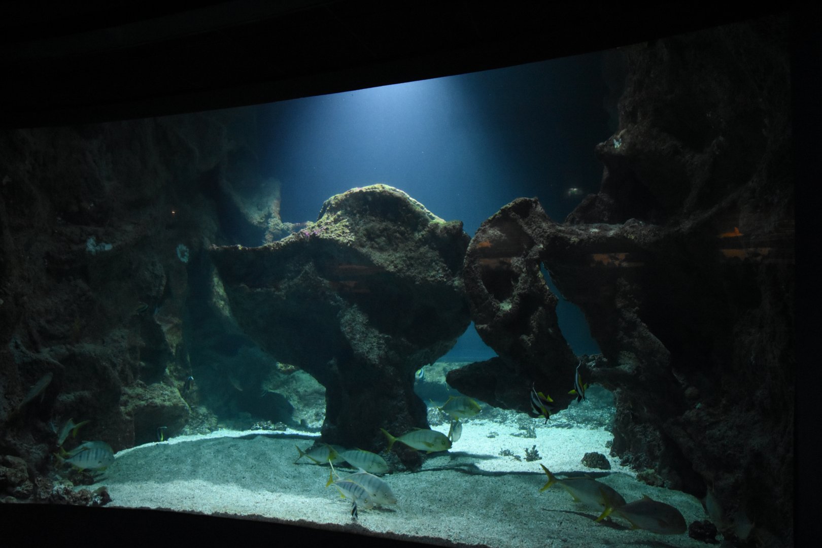 Sea turtle and moray eel tank