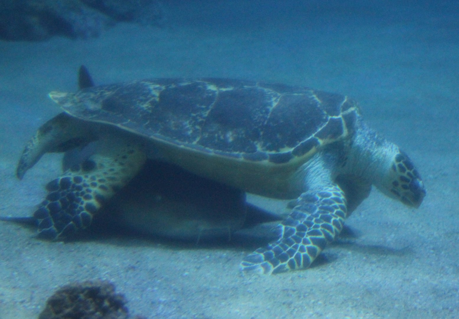 Sea turtle and nurse shark