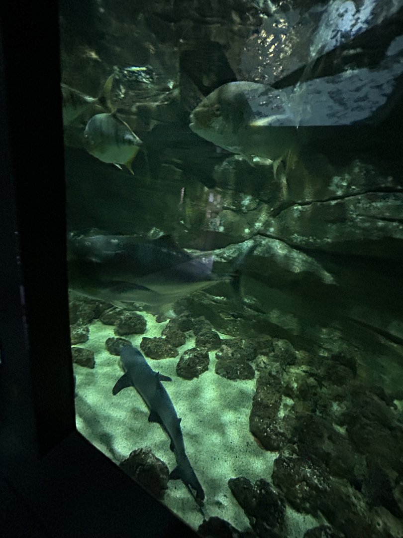Sea turtle and shark tank