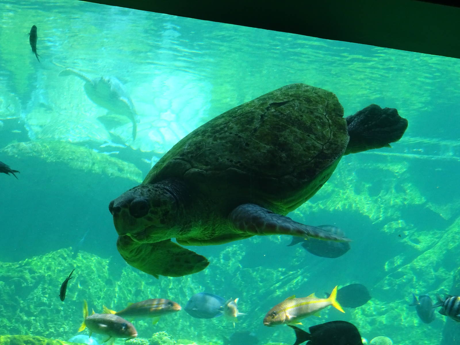 Sea Turtle at SeaWorld Orlando