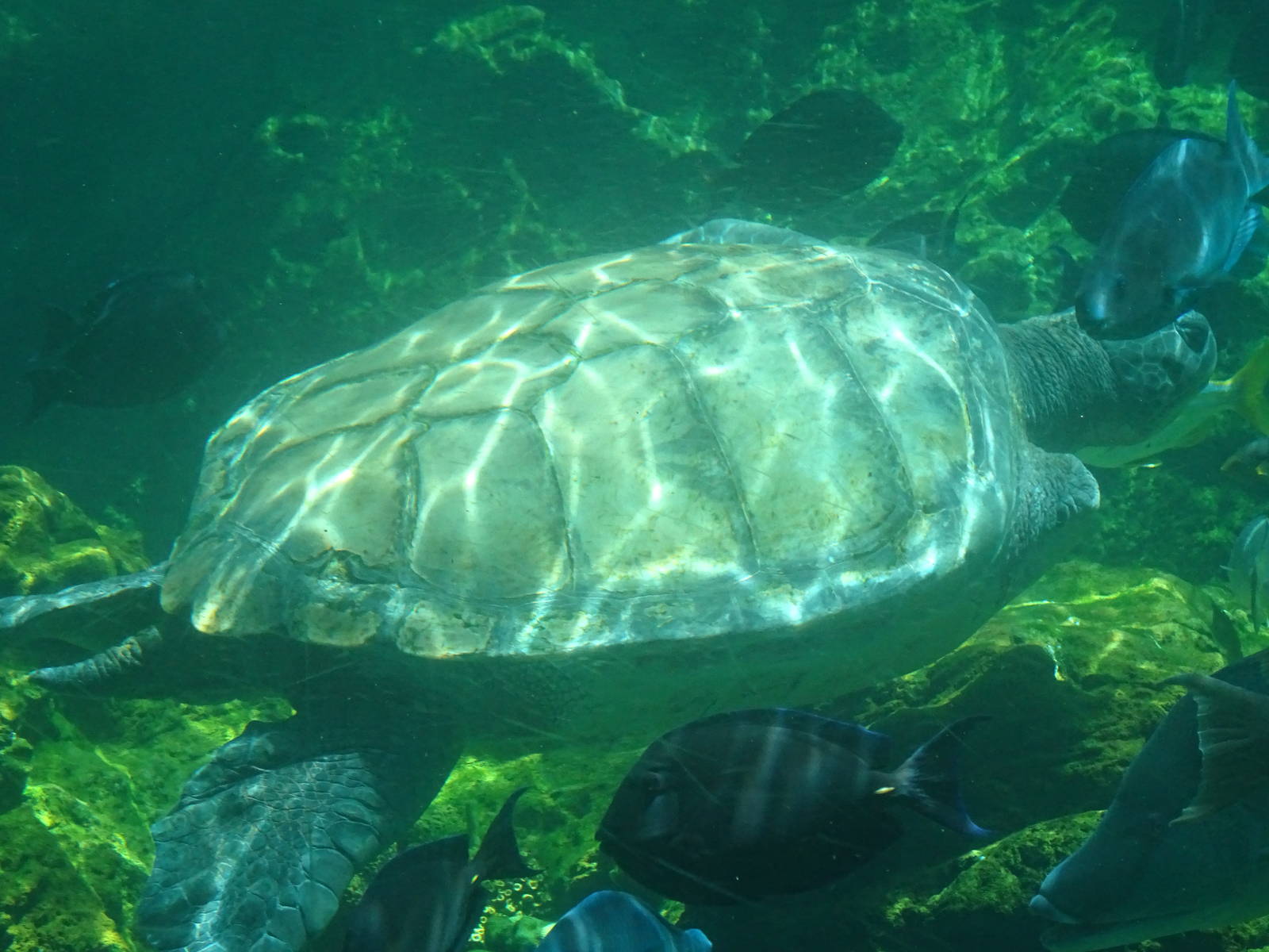Sea Turtle at SeaWorld Orlando