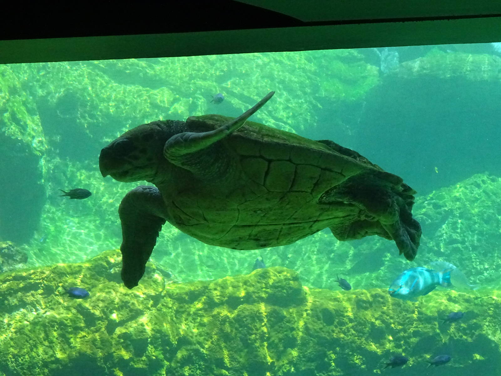 Sea Turtle at SeaWorld Orlando