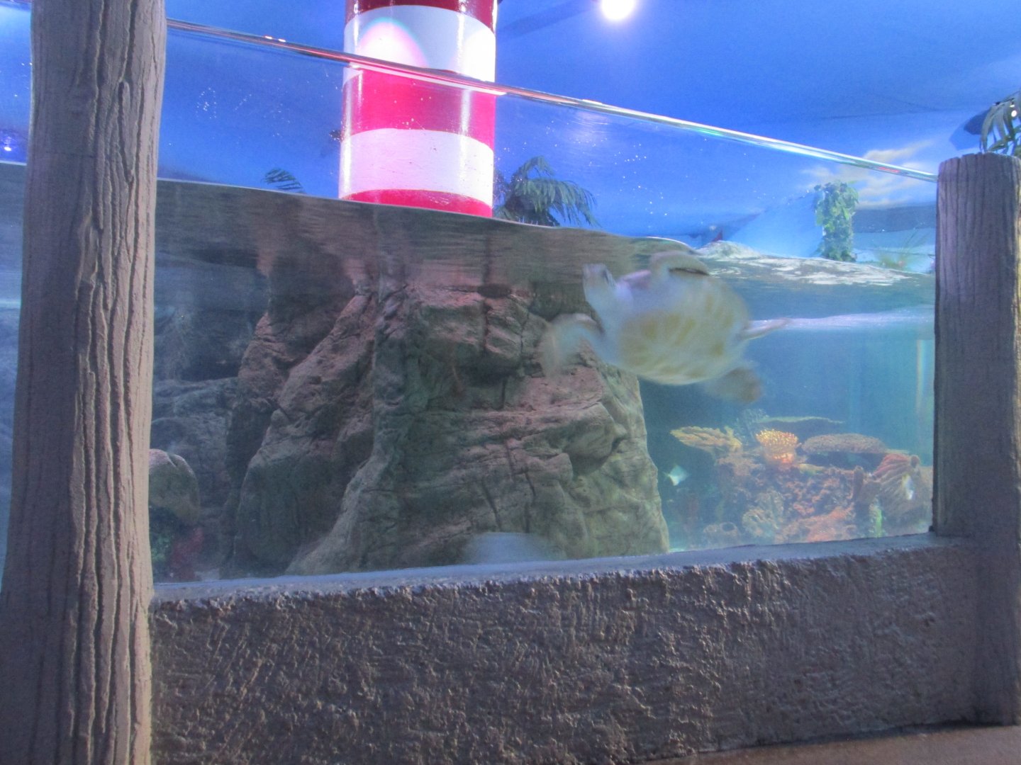 sea turtle beach exhibit