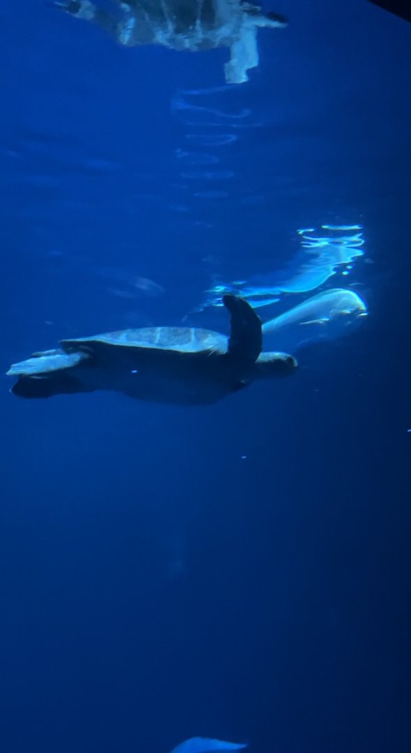 Sea Turtle + Dolphin Fish