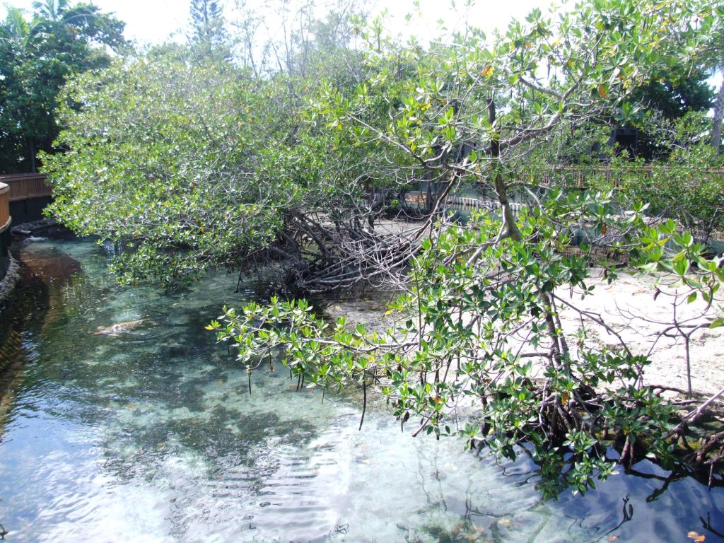 Sea Turtle Enclosure at Miami Seaquarium, 16/10/13