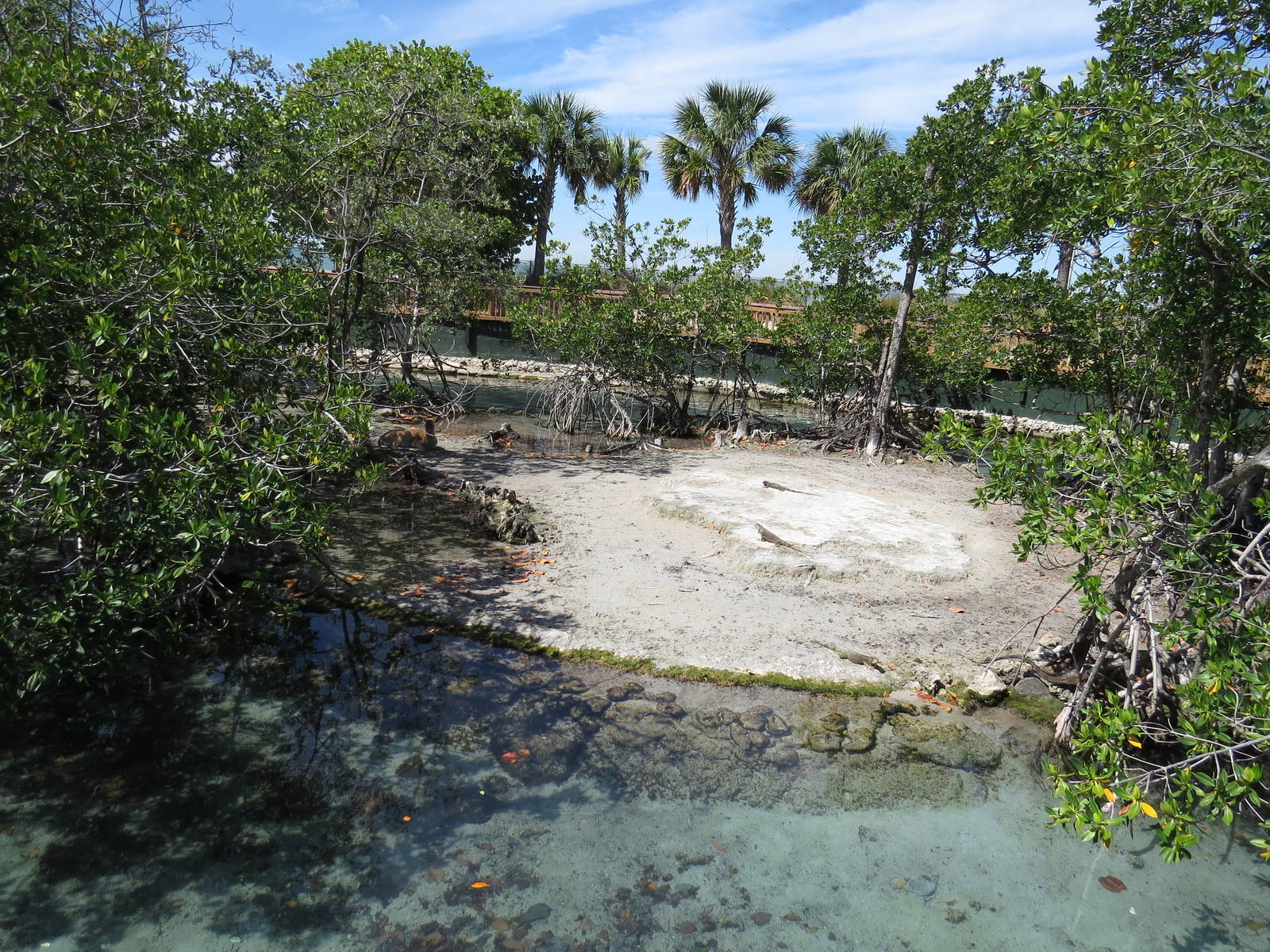 Sea turtle enclosure, March 2015