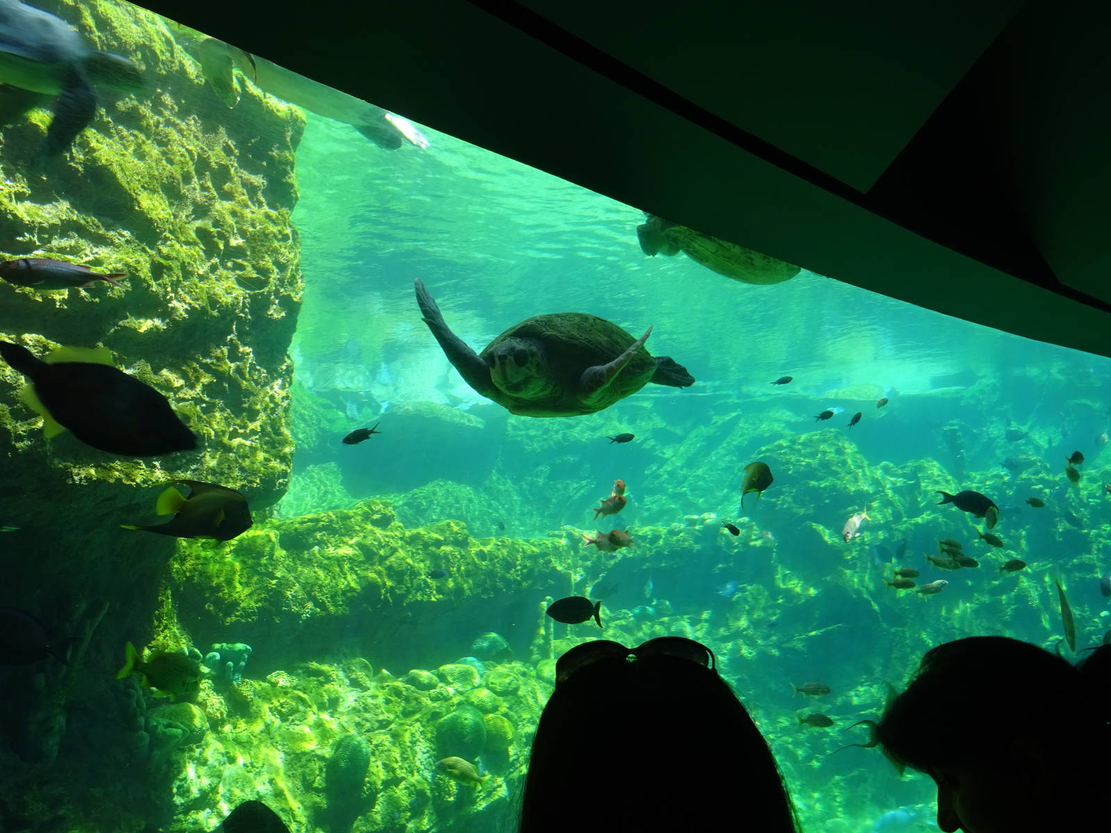 Sea Turtle Exhibit at SeaWorld Orlando