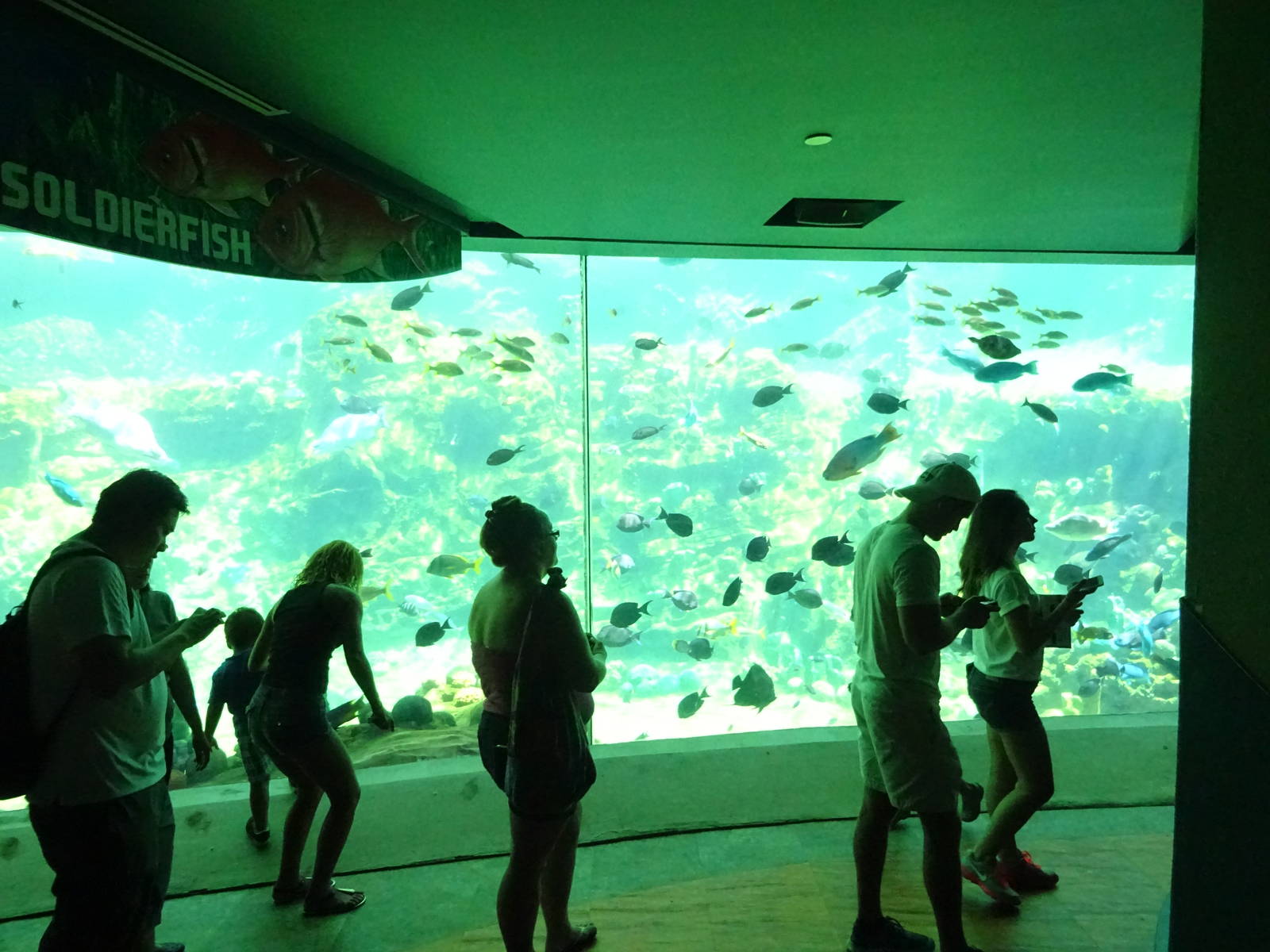 Sea Turtle Exhibit at SeaWorld Orlando