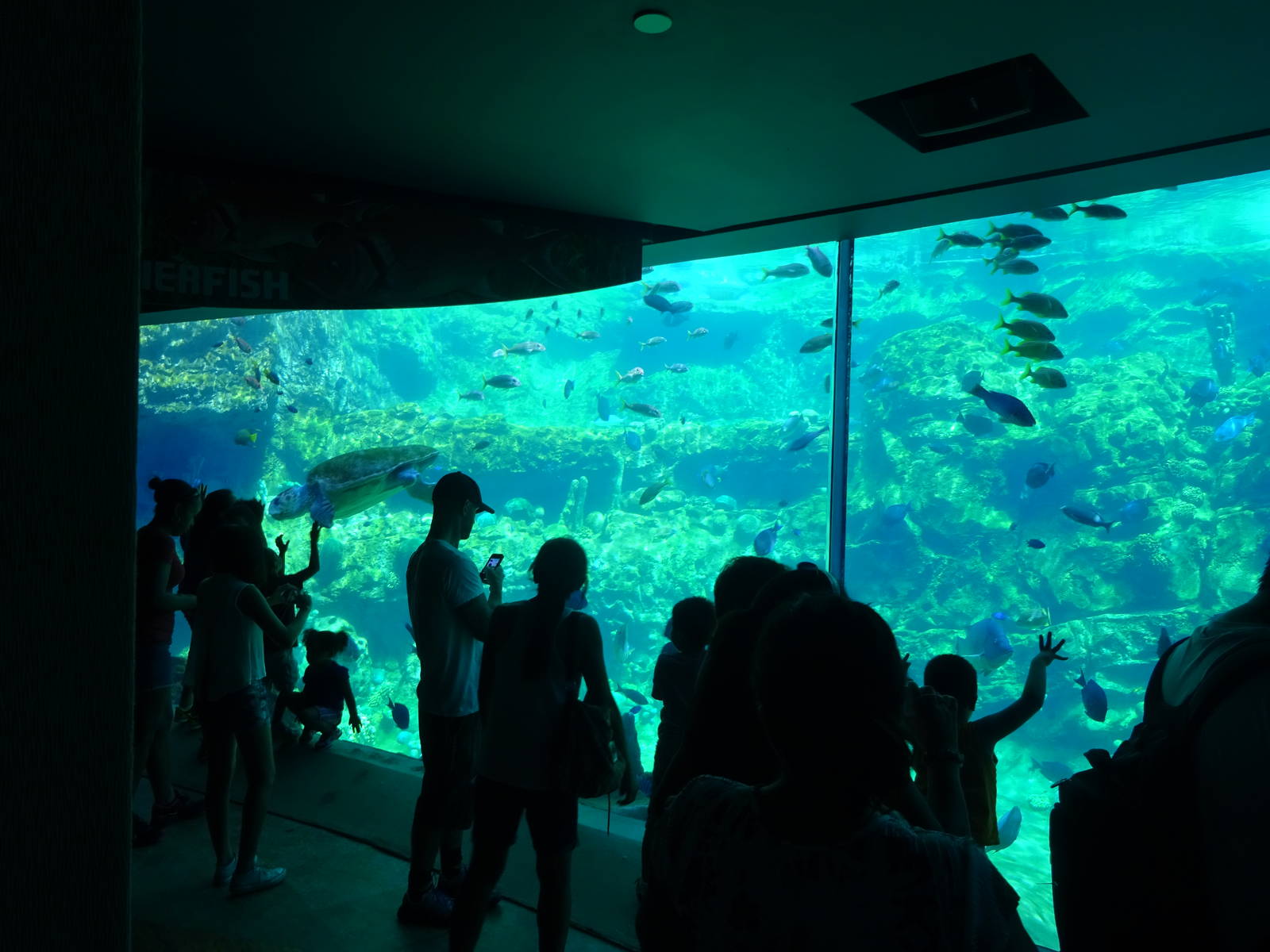 Sea Turtle Exhibit at SeaWorld Orlando