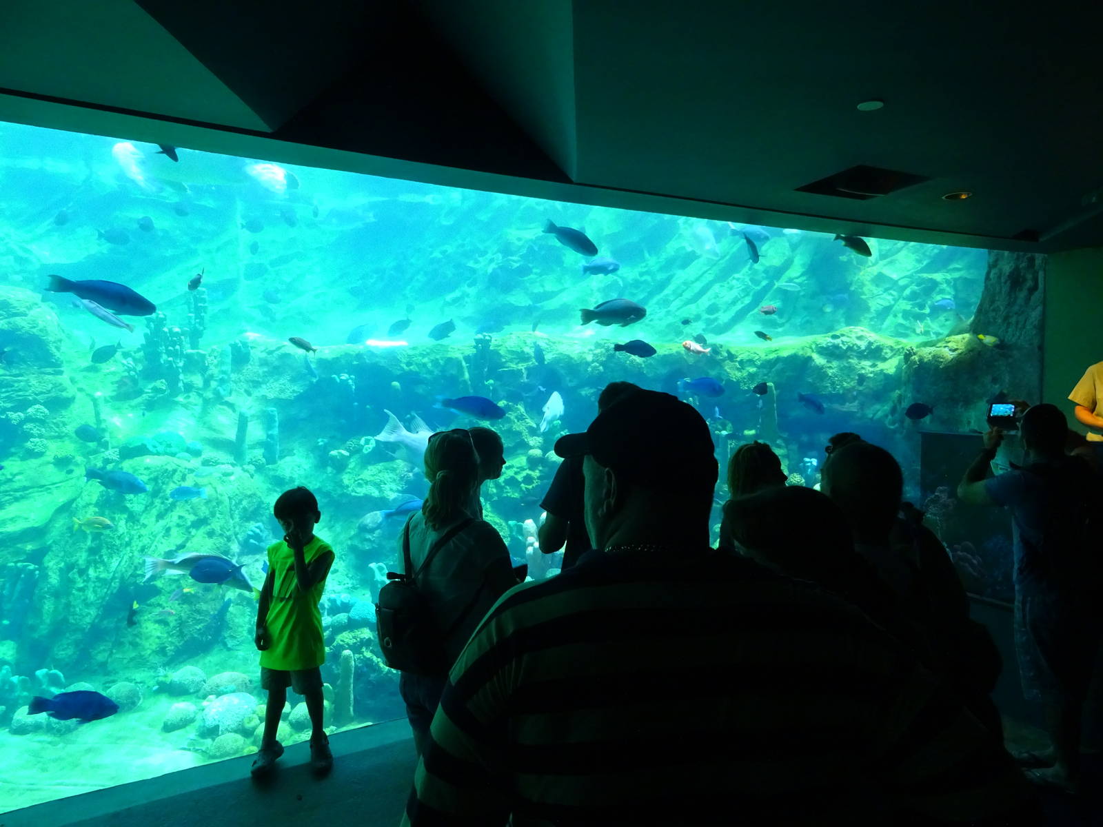 Sea Turtle Exhibit at SeaWorld Orlando