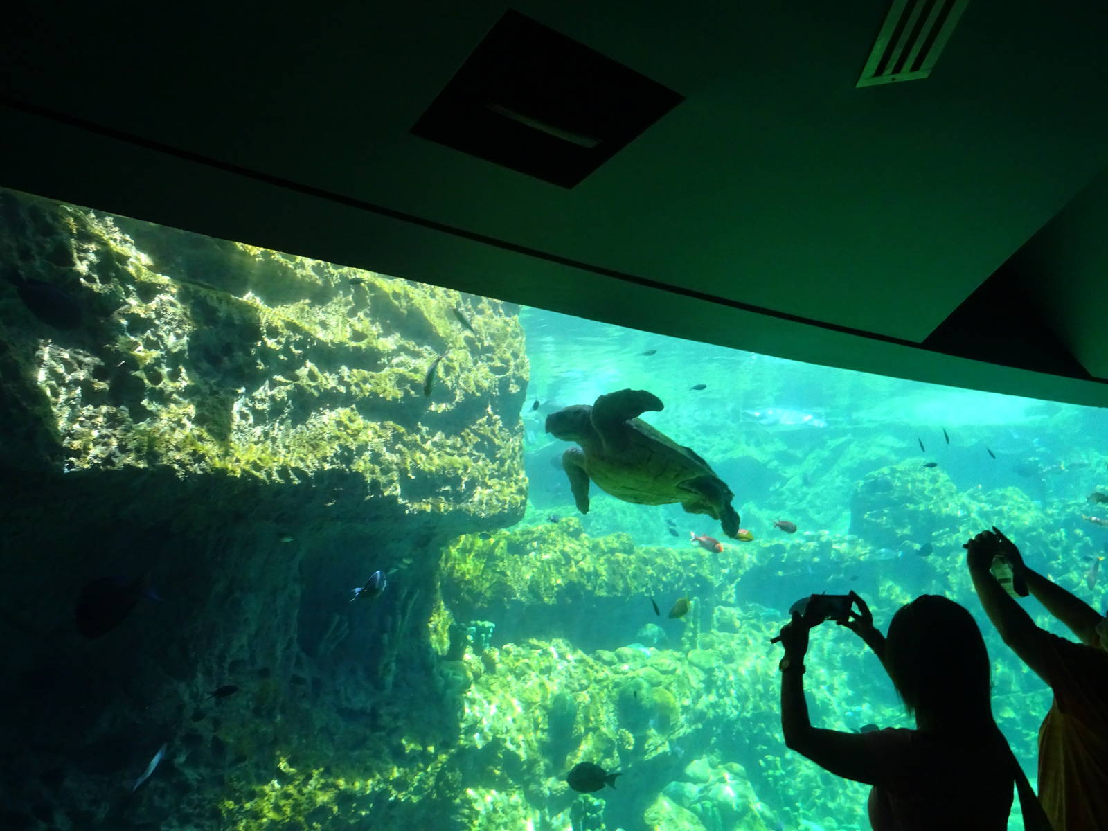 Sea Turtle Exhibit at SeaWorld Orlando