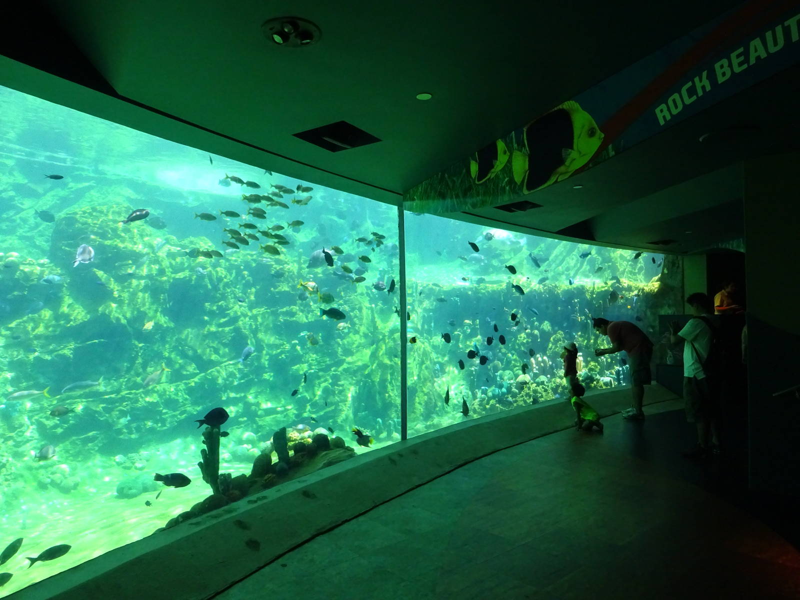 Sea Turtle Exhibit at SeaWorld Orlando