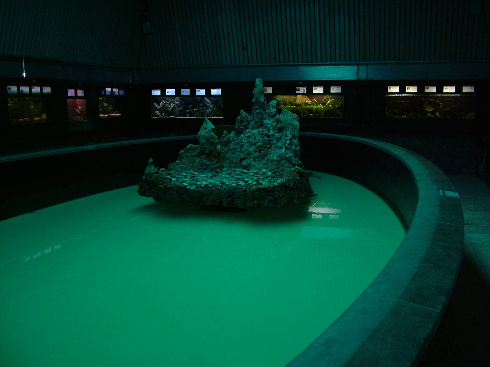 Sea Turtle Exhibit at Vasco da Gama Aquarium, 25/05/11